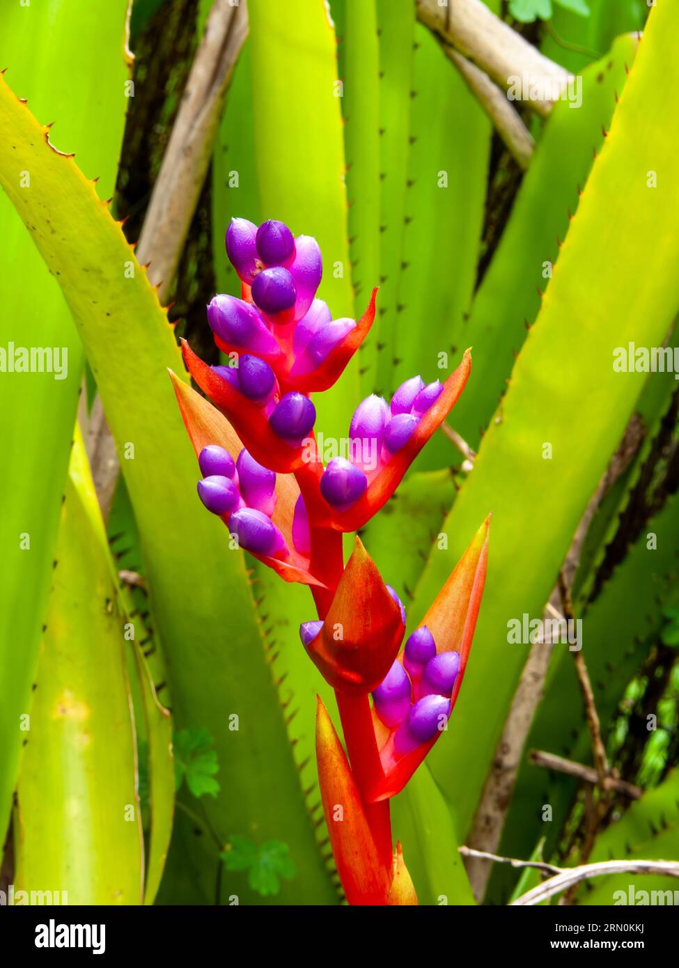 Portea Alatisepala, bromeliad, Flower buds, cultivated, Malanda, Australia. Stock Photo