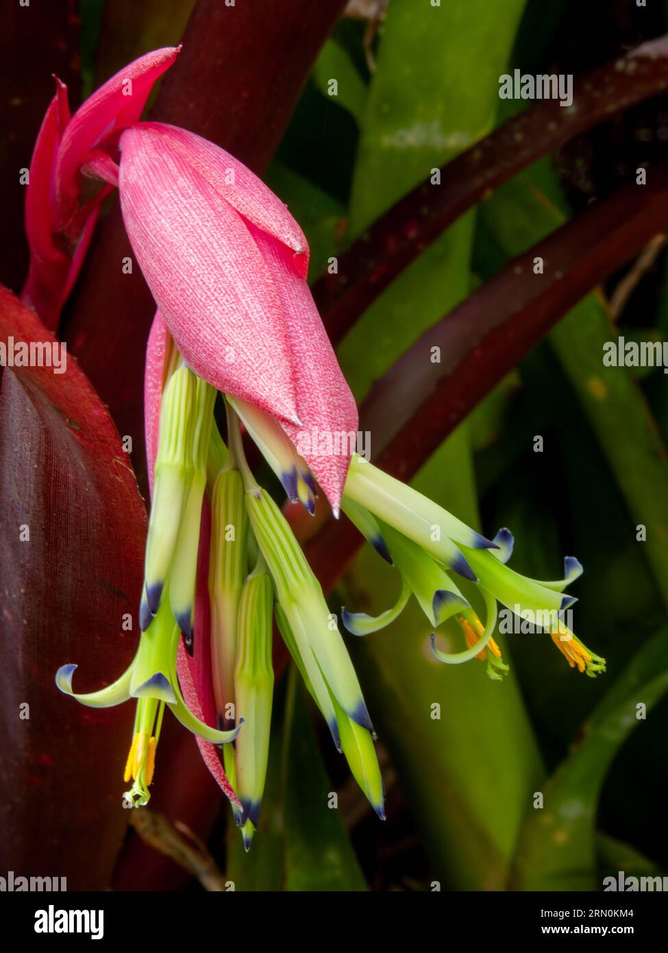 Bromeliad, Billbergia, flowering, cultivated, Malanda, Australia. Stock Photo