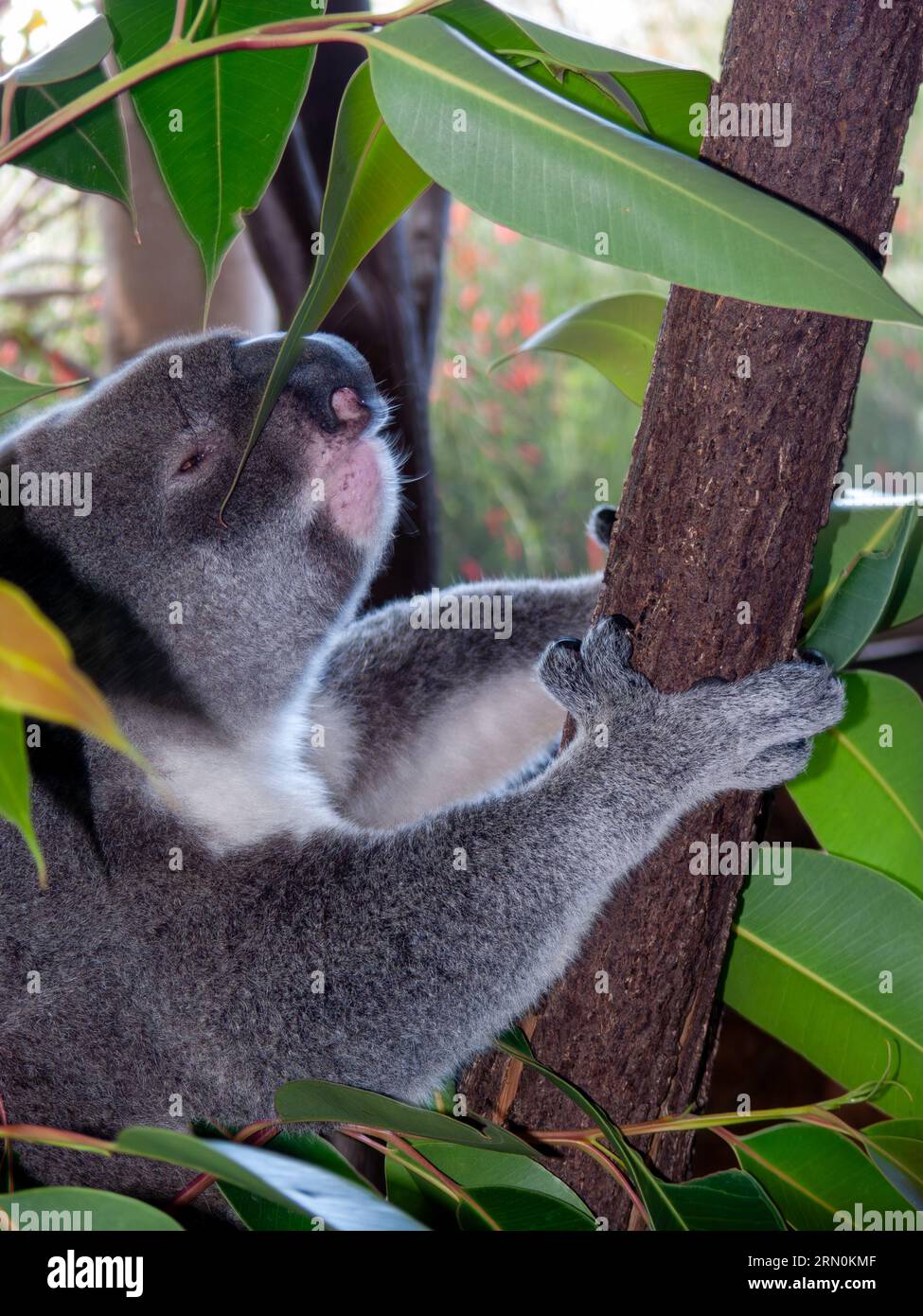 Koala, Phascolarctos cinereus, with gum leaves, captive, Cairns, Auistralia. Stock Photo