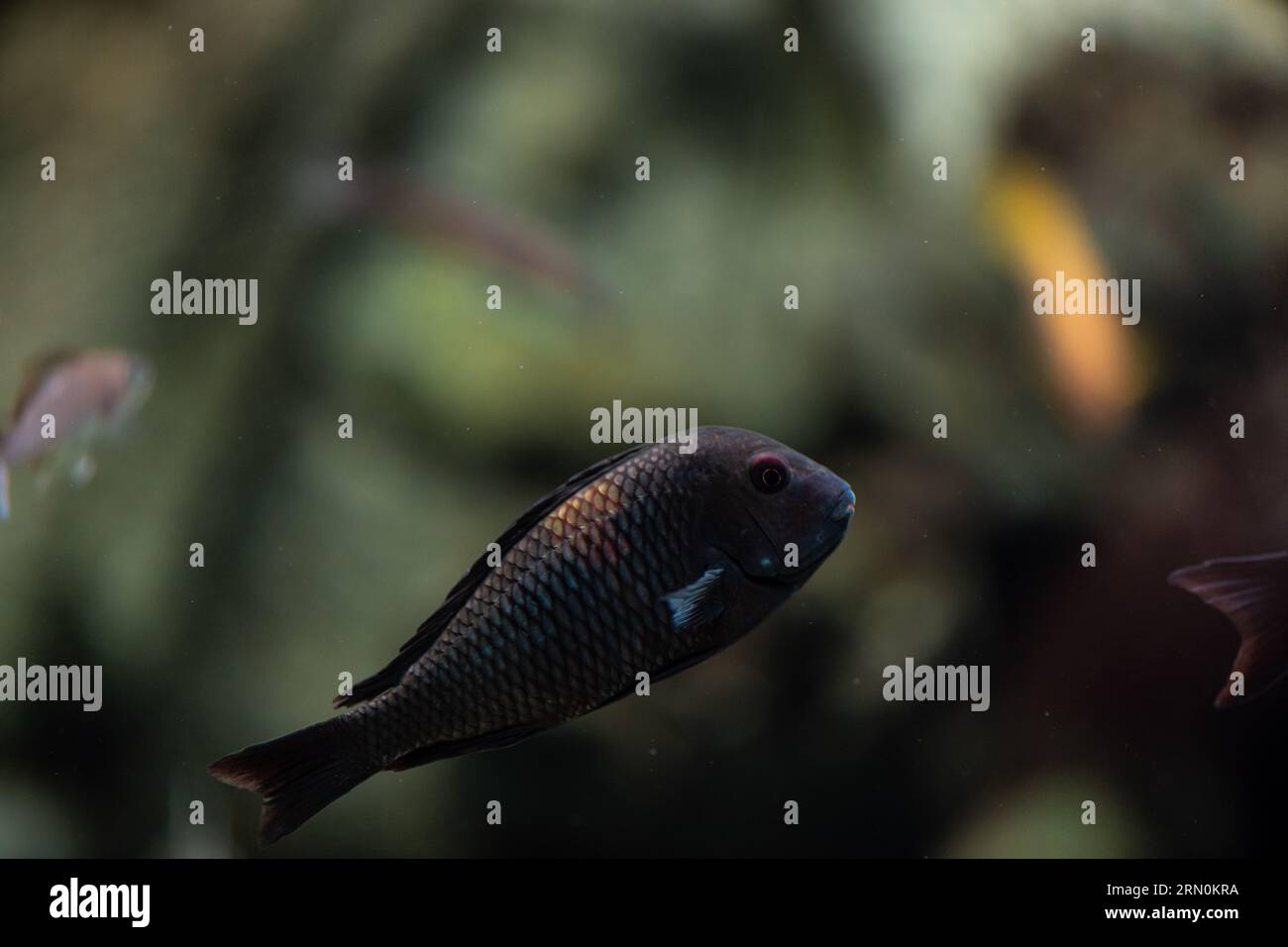 Aquarium fish from Cichlidae family. Close up imagewith copy space for text Stock Photo