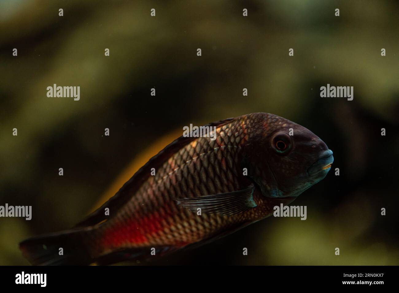 Aquarium Cichlid fish from Africa in close up. Pictured while diving, copy space for text Stock Photo