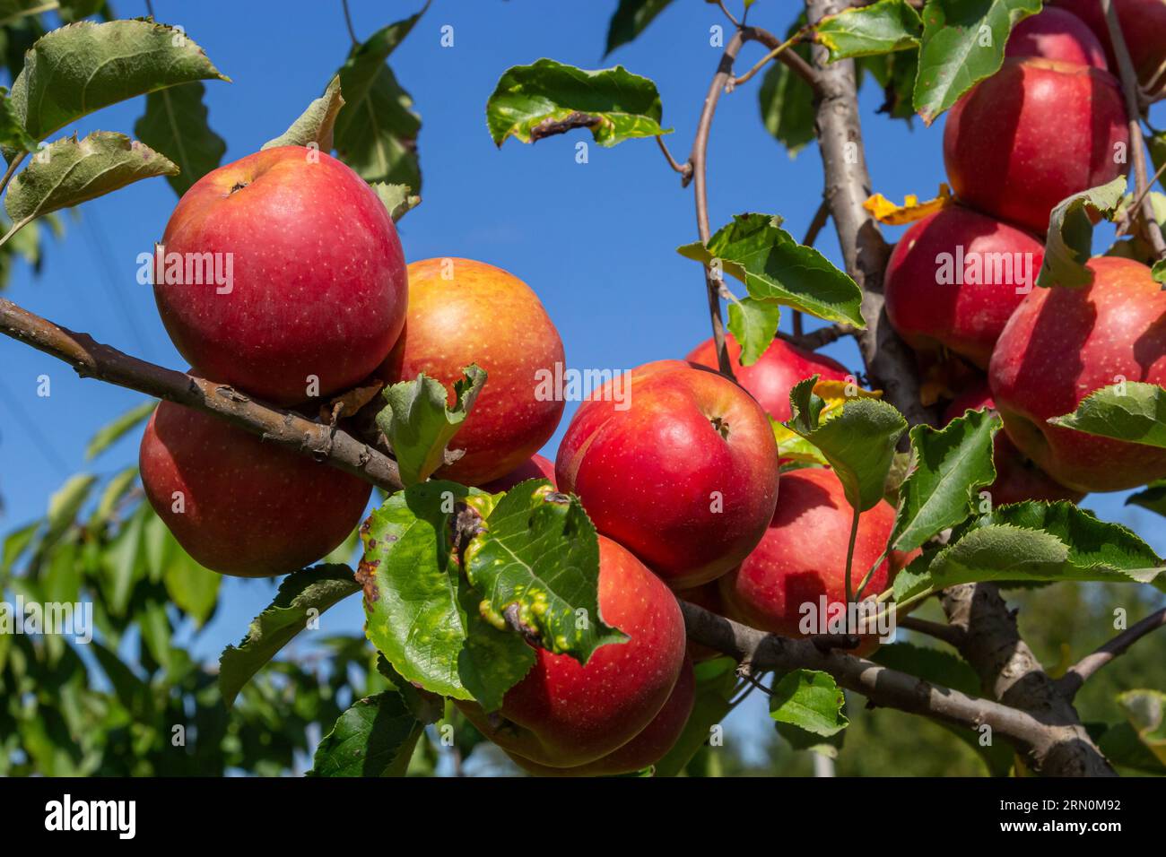 Organic apples. Fruit without chemical spraying. Orchard Stock Photo