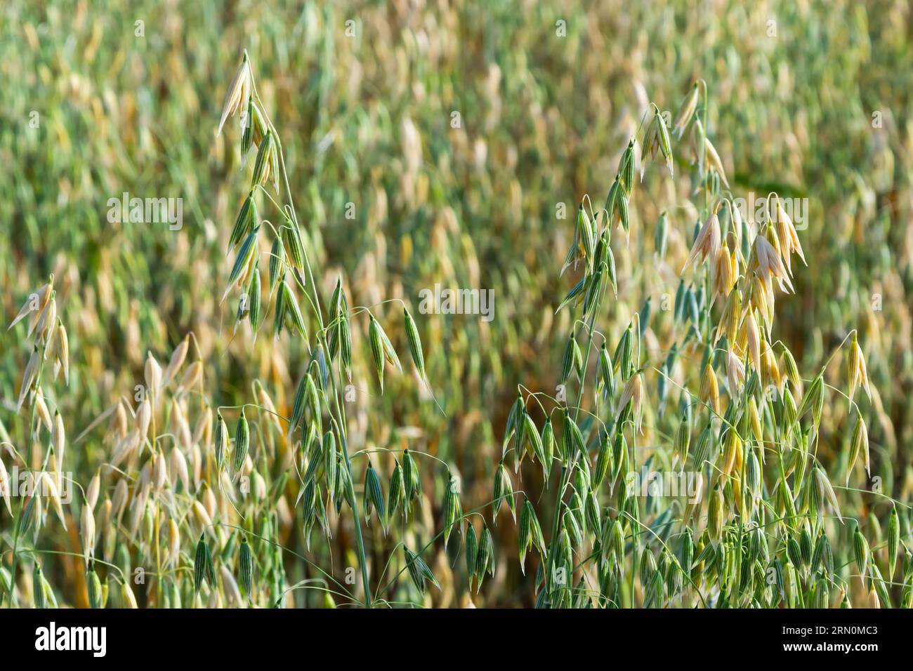 Avena sativa, Common oat, cereal grain grown for human consumption as