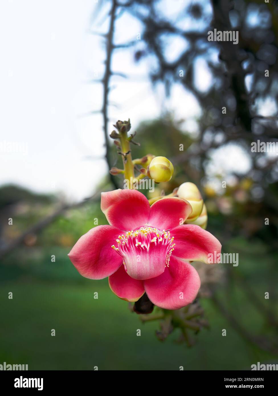 ◆sala tree◆ Sala tree hi-res stock photography and images - Alamy
