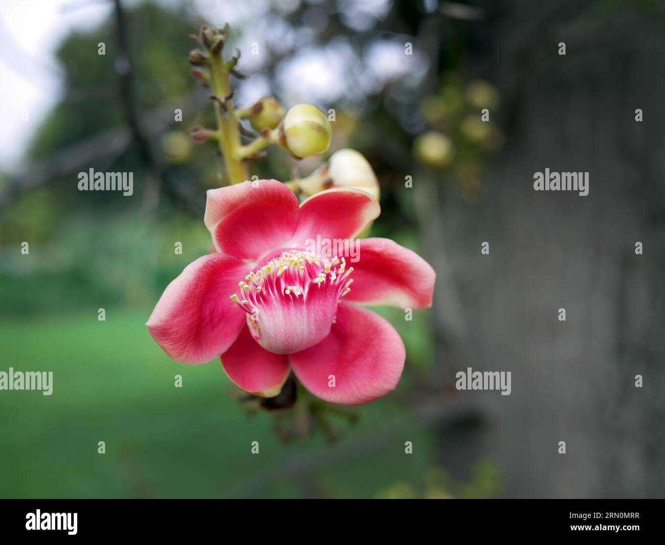 Sala tree hi-res stock photography and images - Alamy