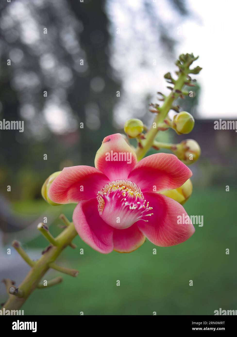 Close up big red flowers name cannonball tree or couroupita guianensis