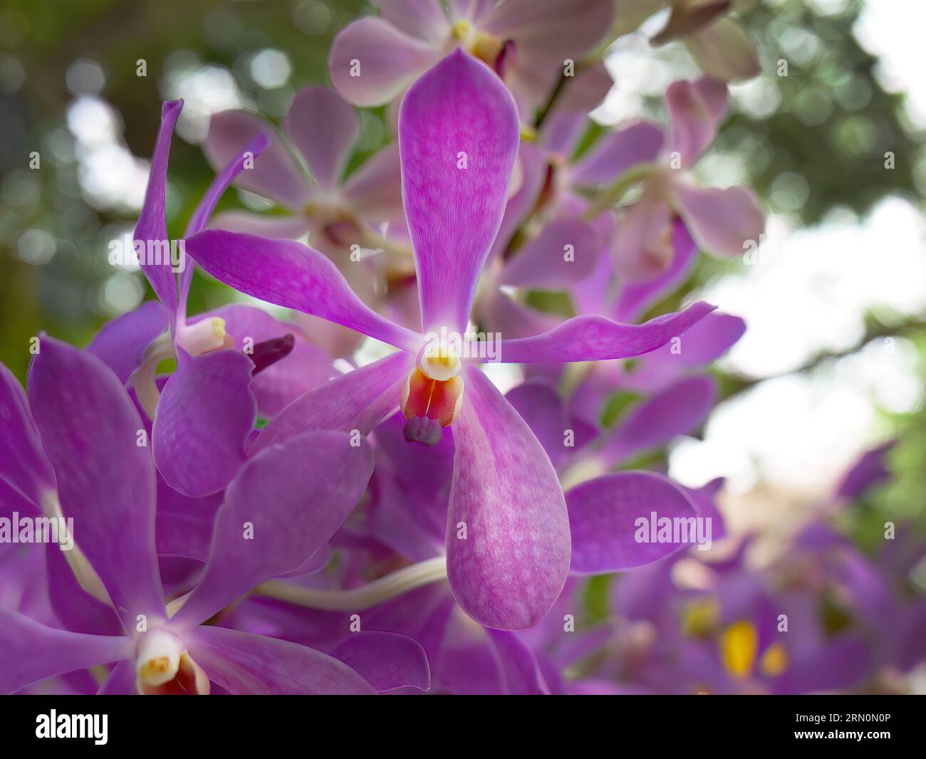 Violet color Orchid or Vanda Mokara, tropical flower in the local garden, Mokara Orchidaceae, beauty natural shape and form of petals, tropical floral Stock Photo