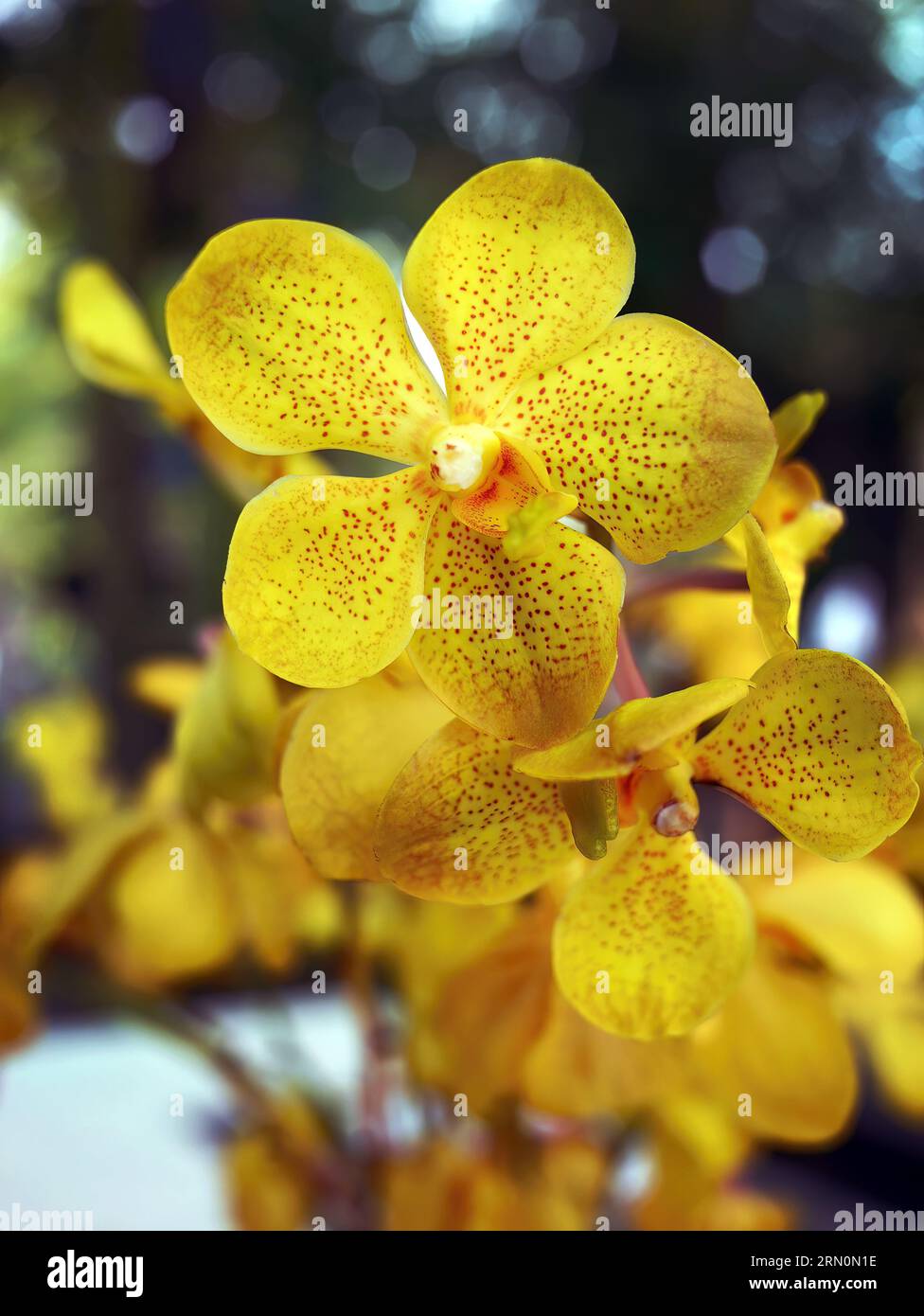 Yellow color Orchid or Vanda Mokara, tropical flower in the local garden, Mokara Orchidaceae, beauty natural shape and form of petals, tropical floral Stock Photo