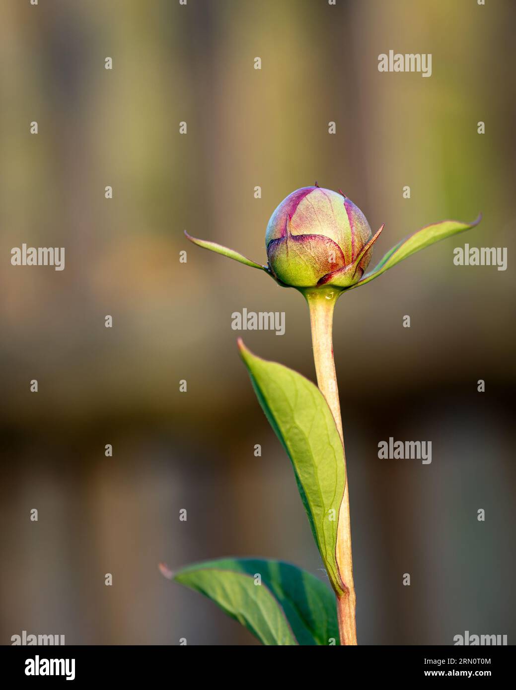 isolated flower bud illuminated by sunlight against blurred background, green, red, brown color with copy space Stock Photo