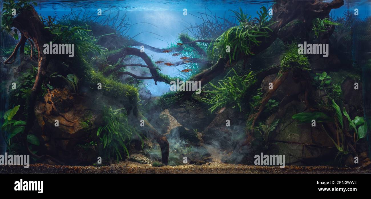 Beautiful tropical aquarium. Jungle style aquascape with live plants. Frodo stones and redmoor driftwoods covered by java moss and a school of rasbora espei fish. Mystical underwater fog. Stock Photo