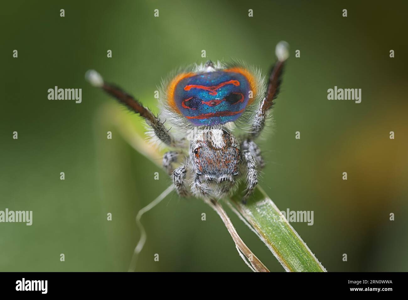 The coastal Peacock spider, Maratus speciosus displaying his breeding colours for a female. Stock Photo