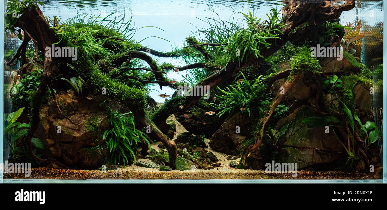 Beautiful tropical aquarium. Aquascape with live underwater plants. Frodo stones and redmoor driftwoods covered by java moss and a school of rasbora espei fish. Isolated view.  Stock Photo