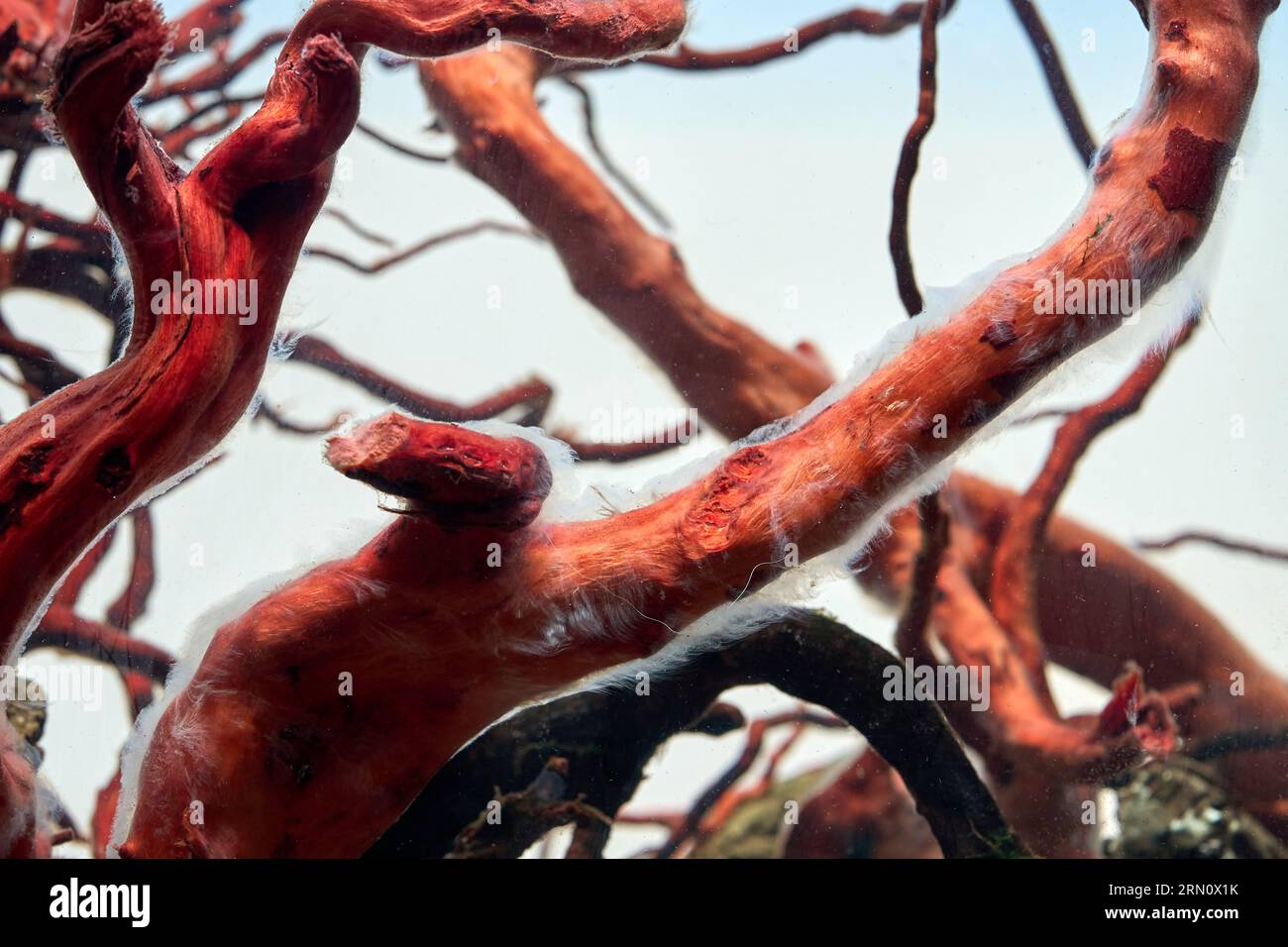 Bacterial bloom aquarium hires stock photography and images Alamy