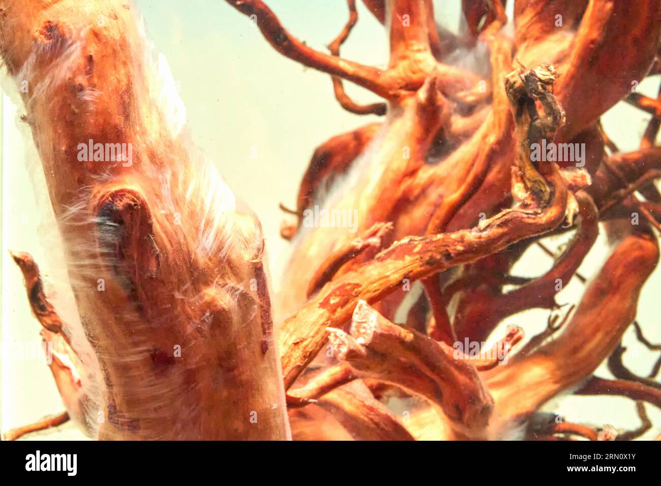 Bacterial bloom aquarium hires stock photography and images Alamy