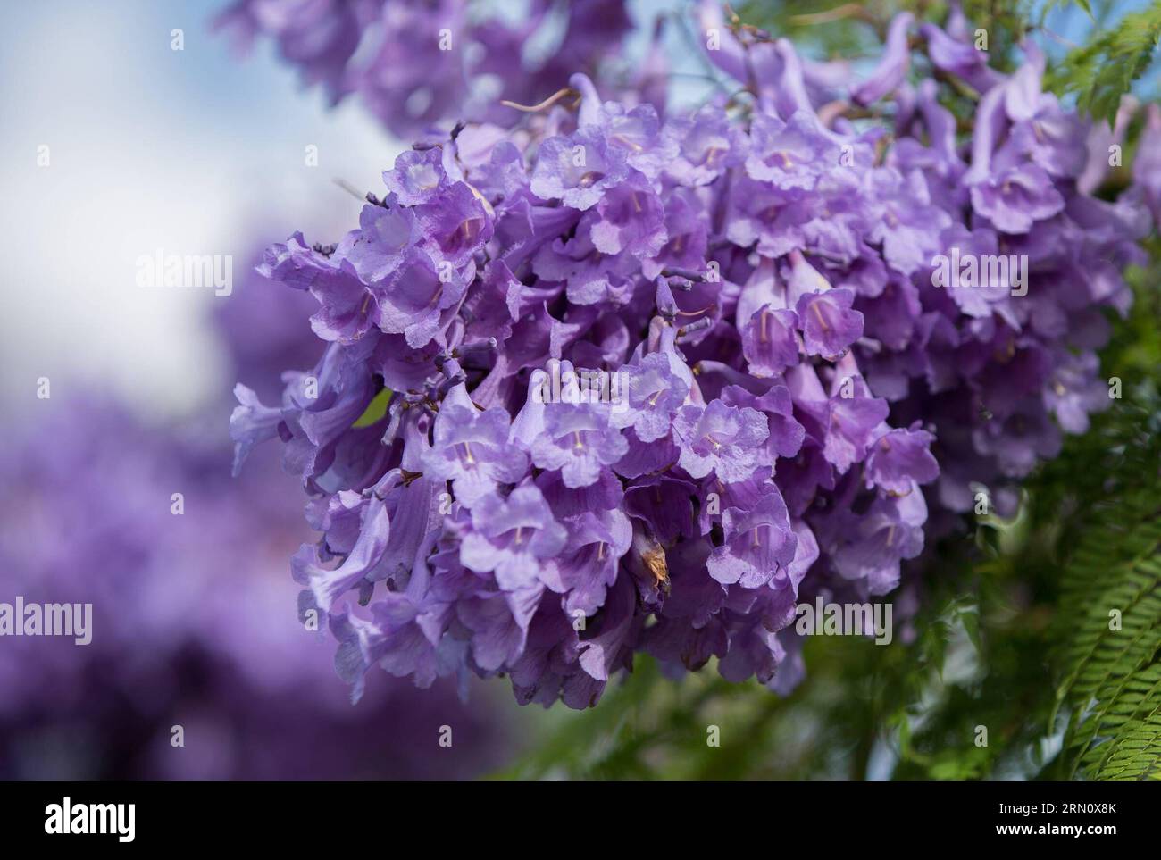 Purple flowers of Jacaranda blossom in Adelaide, Australia, Nov. 21, 2014. Jacaranda is a sub