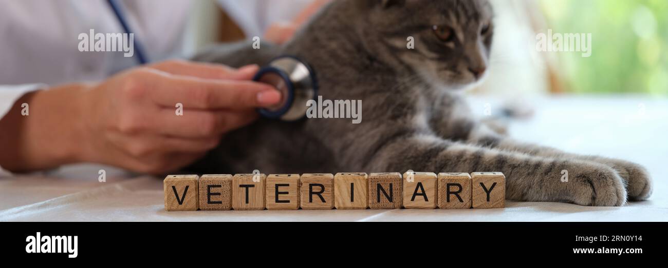 Veterinary word collected with wooden cubes and veterinarian examining