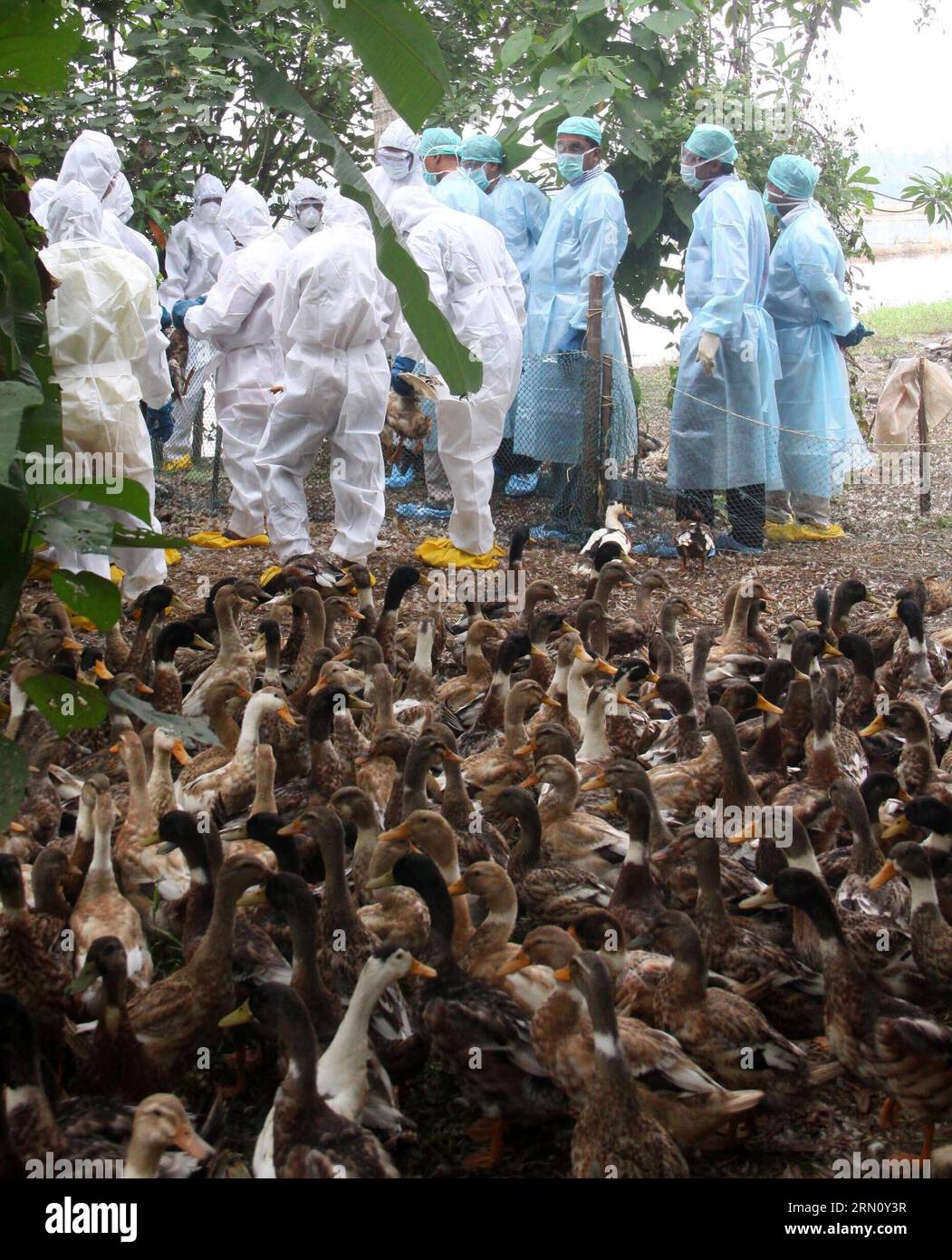 India keralducks bird hi-res stock photography and images - Alamy