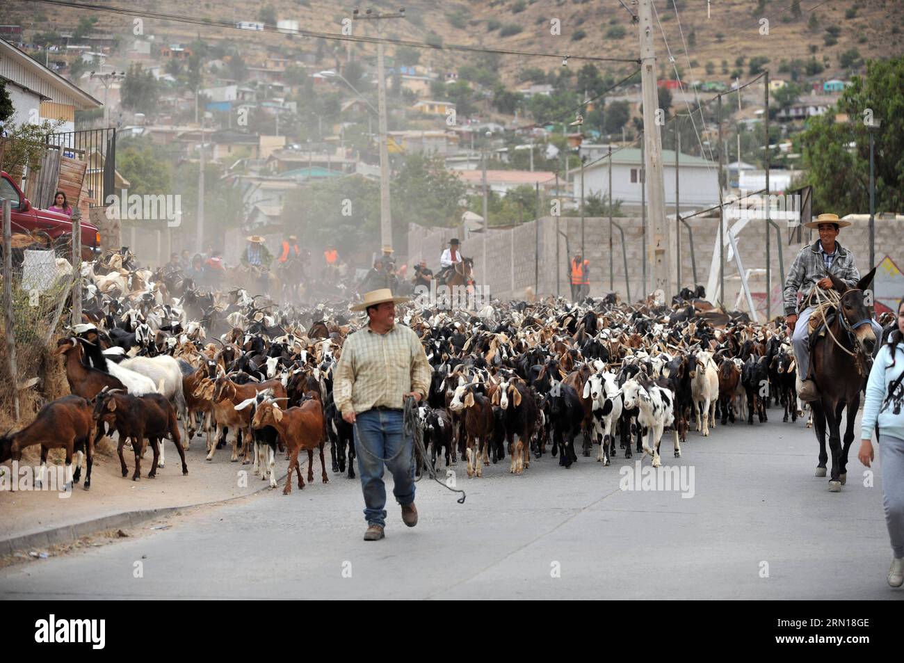 (141206) -- ILLAPEL, Dec. 6, 2014 () -- Horsemen escort a goat herd during a ceremony commemorating the Transhumance and Goat Herdsman Day, in Illapelm of Coquimbo Region, Chile, on Dec. 5, 2014. The Transhumance and Goat Herdsman Day, is a holiday that attracts hundreds of visitors with its unique features, as herdsmen walk through city with their animals being dismissed by community leaving to summer grazing in range sectors. The holiday was decreed in 2011 by Illapel s Mayor, Denis Cortes Vargas, aiming to recognize the importance of the herdsman job to local identity and has call for the a Stock Photo