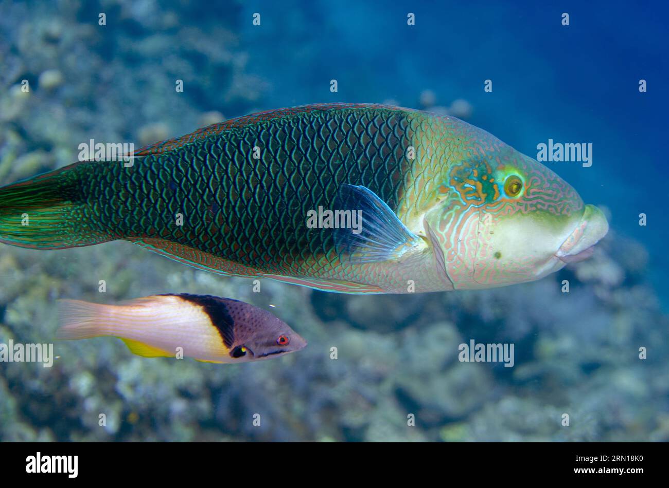 Male Geographic Wrasse, Anampses geographicus, with Blackbelt Hogfish, Bodianus mesothorax, Jemeluk Bay dive site, Amed, Karangasem, Bali, Indonesia Stock Photo