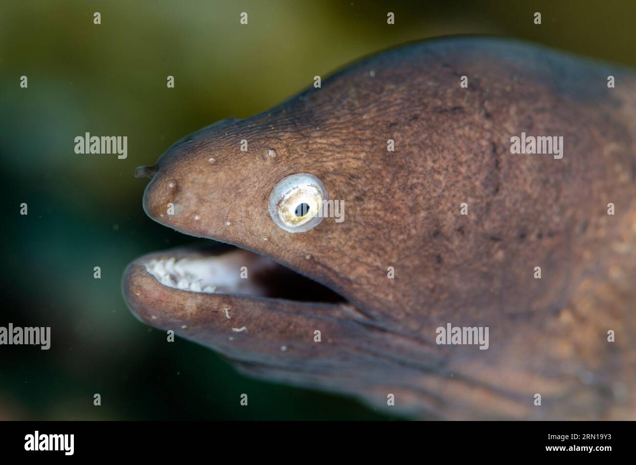 White-eyed Moray Eel, Gymnothorax thyrsoideus, Sedam dive site, Seraya, Karangasem, Bali, Indonesia Stock Photo