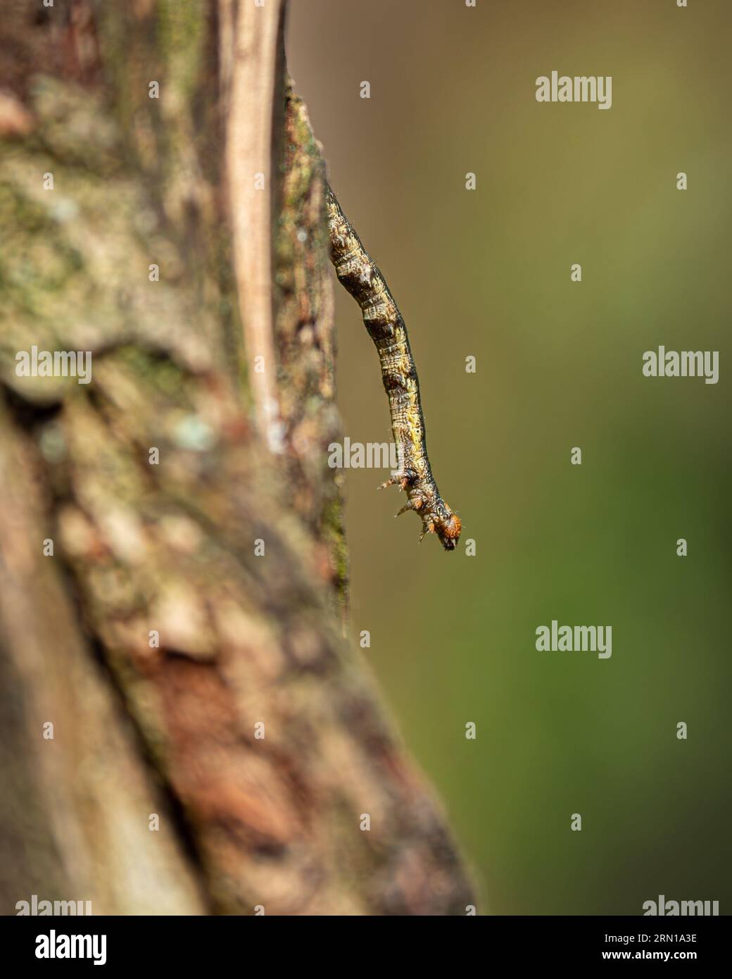 beautiful brown caterpillar floating in the air while crawling down the bark of a tree with perfectly matched colors. as camouflage concept Stock Photo