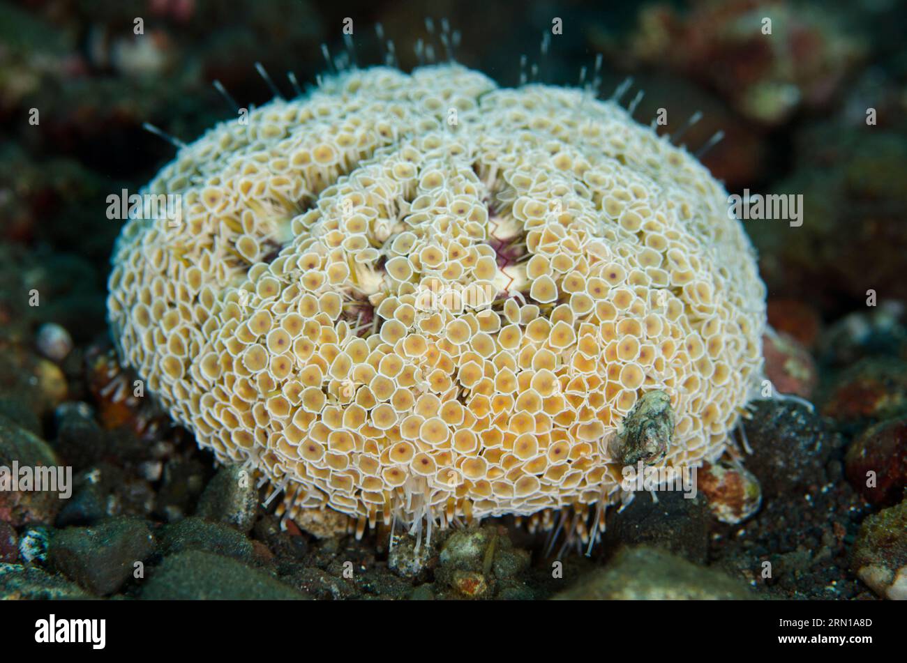 Flower Urchin, Toxopneustes pileolus, Sedam dive site, Seraya, Karangasem, Bali, Indonesia Stock Photo