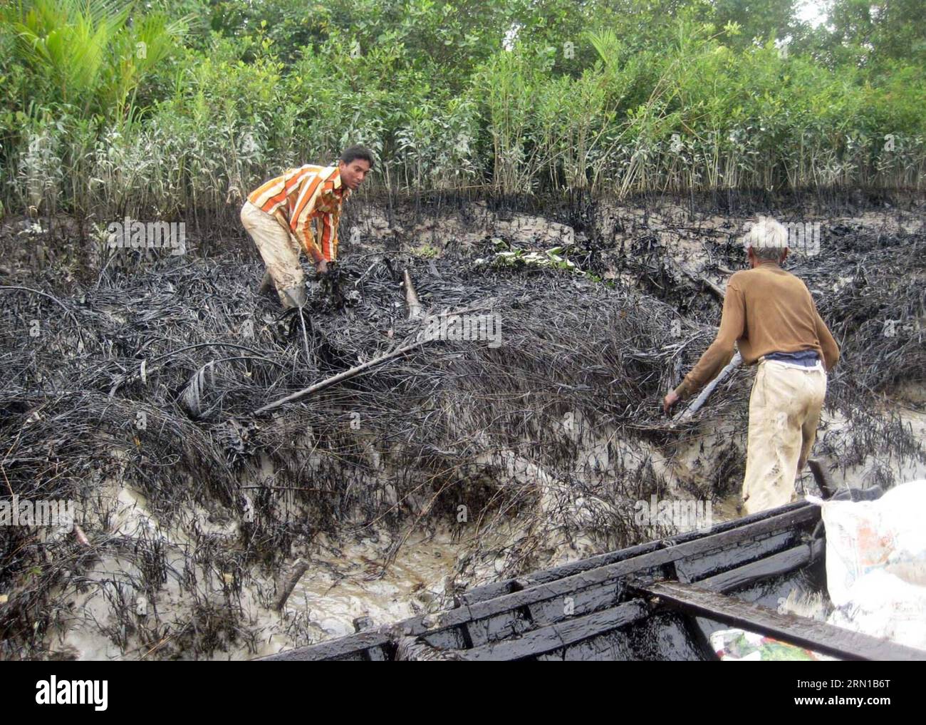 (141213) -- DHAKA, Dec. 13, 2014 () -- Local people work to remove the layer of oil on the mangrove forest in the Shela River in Bangladesh, on Dec. 13, 2014. A 50-km oil slick coated the Shela River flowing through the Bangladeshi part of the world s largest mangrove forest on Thursday after a fuel-laden barge sank two days ago following collision with a heavy tanker. Officials said the authorities have already been working to remove the layer of oil that seeped in the world s largest mangrove forest -- Sundarbans. () BANGLADESH-MASSIVE SPILL-MANGROVE FOREST Xinhua PUBLICATIONxNOTxINxCHN   Dh Stock Photo