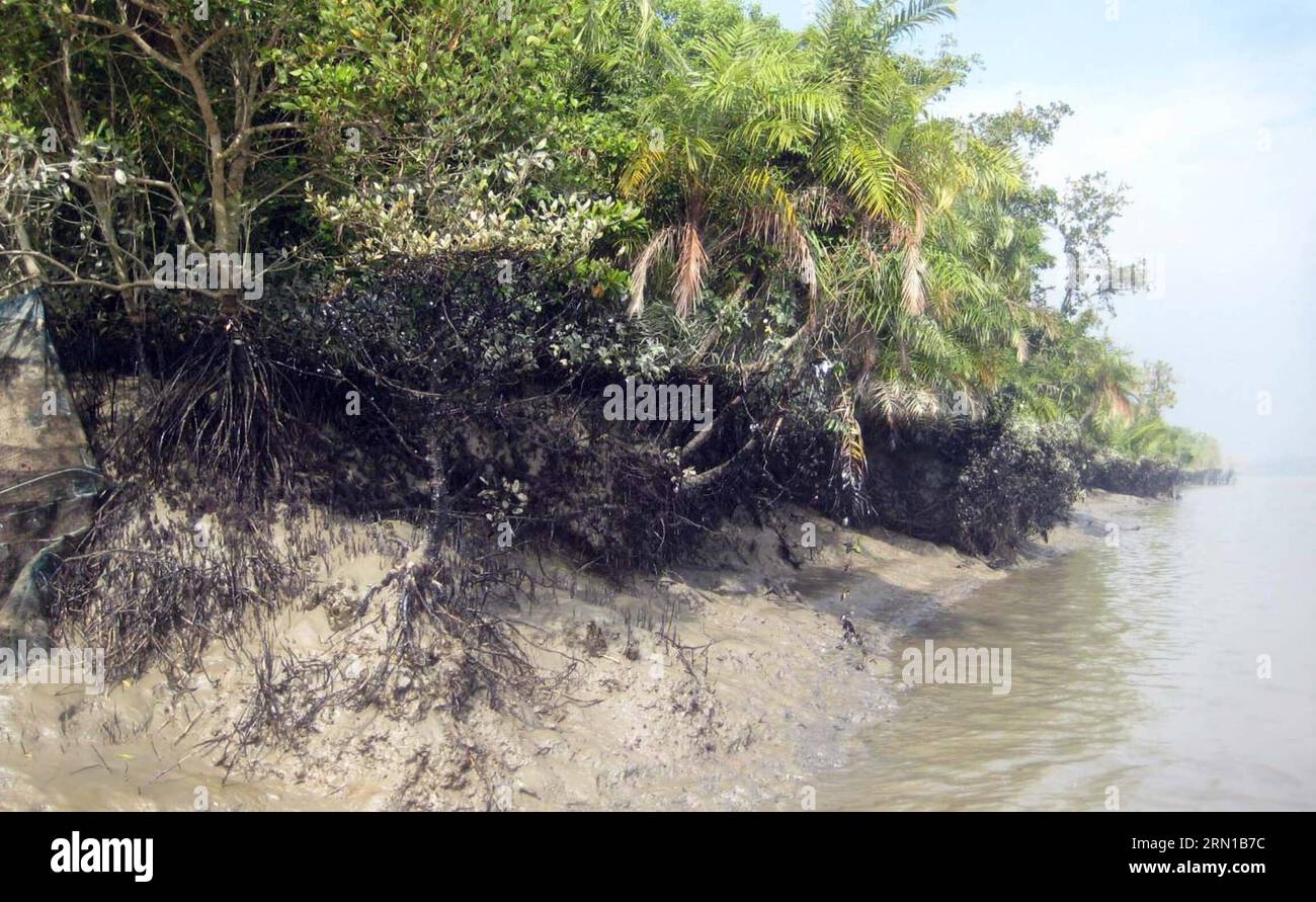 (141213) -- DHAKA, Dec. 13, 2014 () -- Part of oil covered mangrove forest is seen in the Shela River in Bangladesh, on Dec. 13, 2014. A 50-km oil slick coated the Shela River flowing through the Bangladeshi part of the world s largest mangrove forest on Thursday after a fuel-laden barge sank two days ago following collision with a heavy tanker. Officials said the authorities have already been working to remove the layer of oil that seeped in the world s largest mangrove forest -- Sundarbans. () BANGLADESH-MASSIVE SPILL-MANGROVE FOREST Xinhua PUBLICATIONxNOTxINxCHN   Dhaka DEC 13 2014 Part of Stock Photo