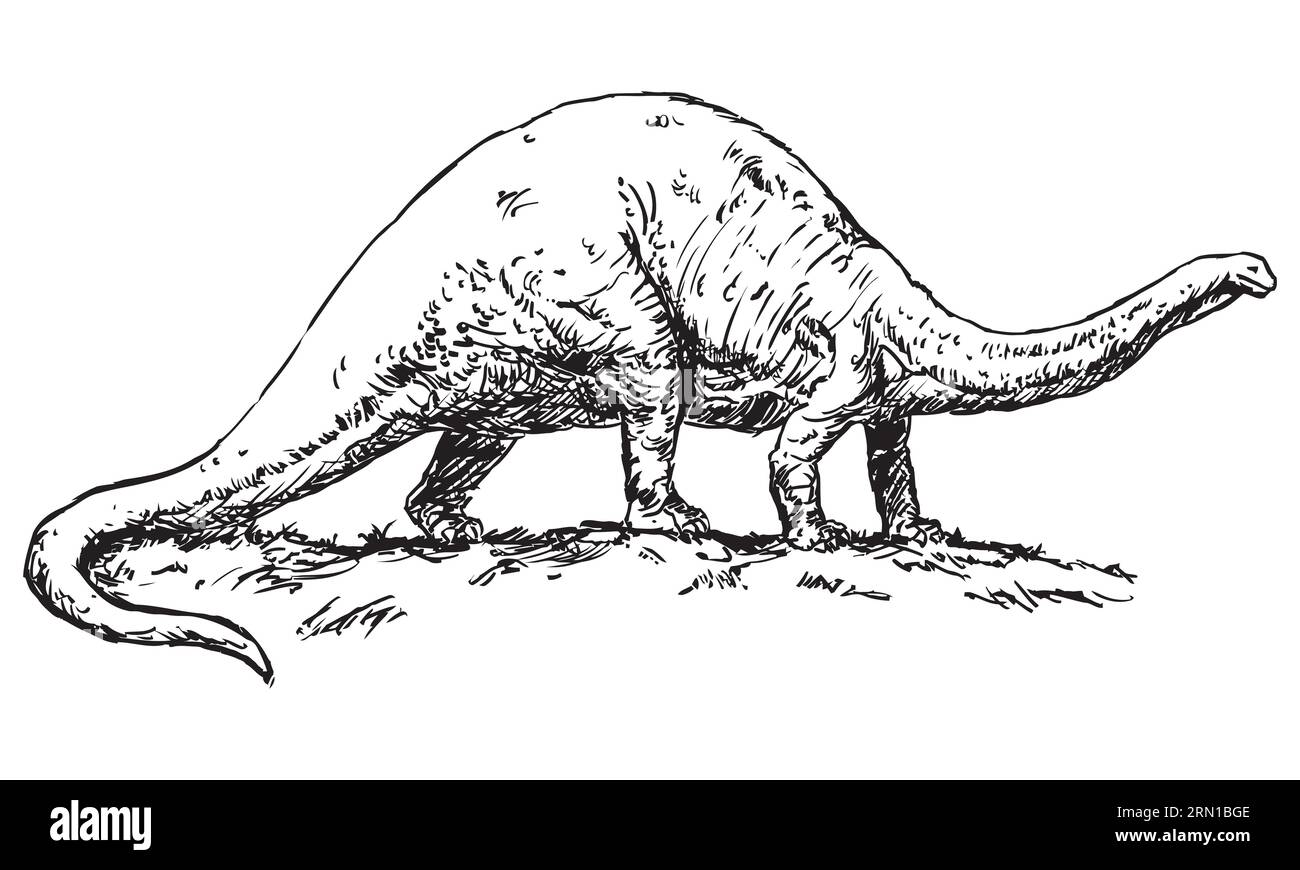 Brontosaurus Dinosaur Black And White Vector Illustration On A White Background Stock Vector 
