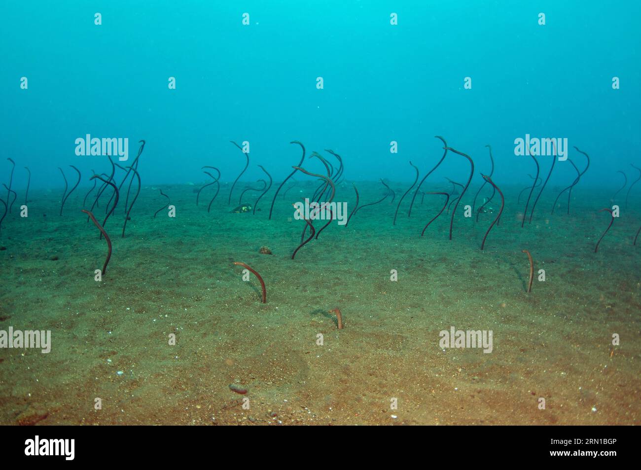 Spaghetti Garden Eels, Gorgasia maculata, in sand burrows, Liberty Wreck dive site, Tulamben, Karangasem, Bali, Indonesia Stock Photo