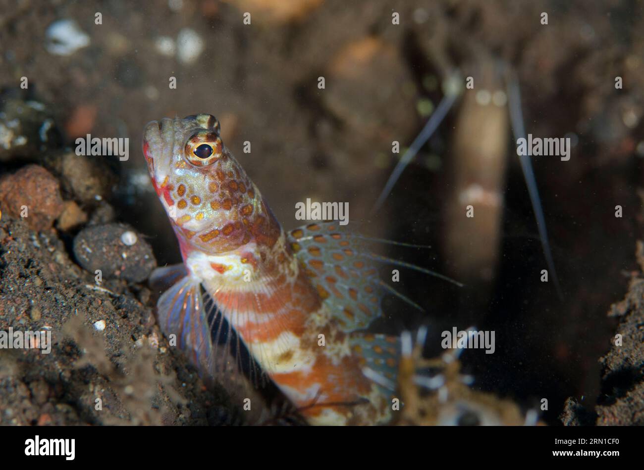 Blotchy Shrimpgoby, Amblyeleotris periophthalma, with extended fin and Snapping Shrimp, Alpheus sp, in background by hole, Pong Pong dive site, Seraya Stock Photo