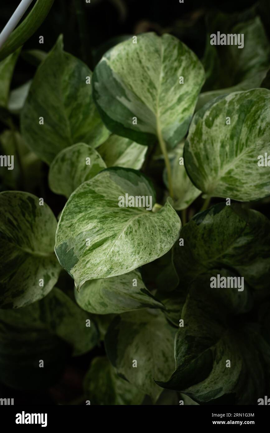 Close up variegated plant leaves Stock Photo