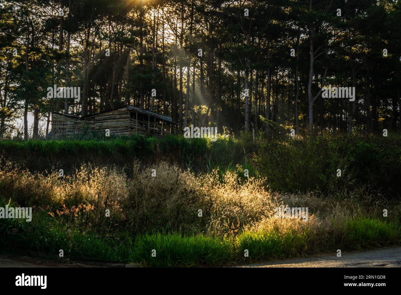 A sunny morning shines through the tops through a thin layer of mist, creating beautiful railway tracks, Dalat landscape, Dalat suburban landscape, Vietnamese landscape Stock Photo