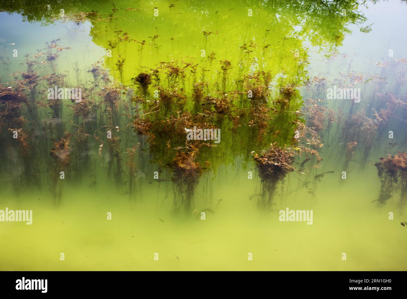 Beautiful view of the water, marsh plants and reflection of trees in ...