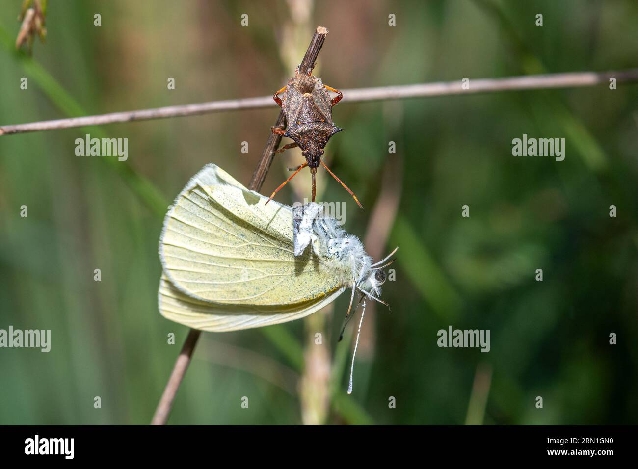 Spiked shieldbug (Picromerus bidens), a carnivorous species of shield bug in the family Pentatomidae, feeding on a small white butterfly, England, UK Stock Photo