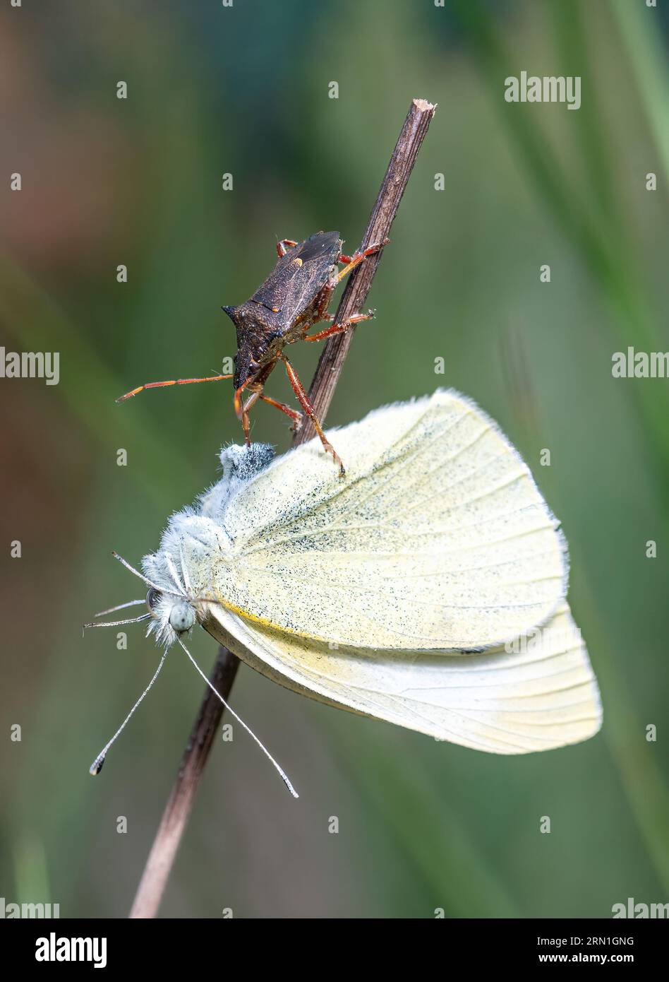 Spiked shieldbug (Picromerus bidens), a carnivorous species of shield bug in the family Pentatomidae, feeding on a small white butterfly, England, UK Stock Photo