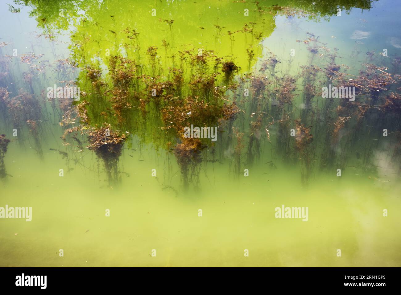 Beautiful view of the water, marsh plants and reflection of trees in