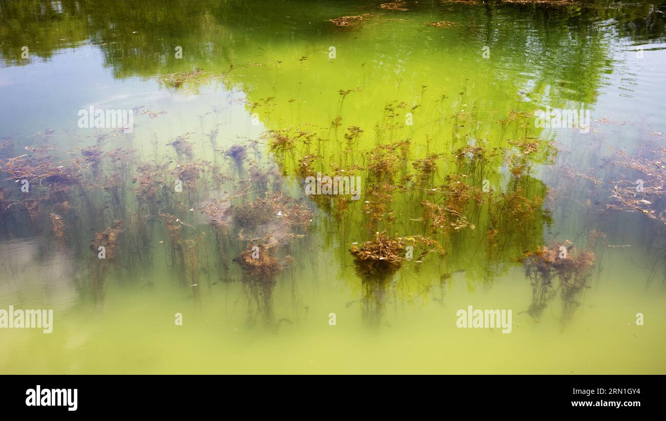 Beautiful view of the water, marsh plants and reflection of trees in ...
