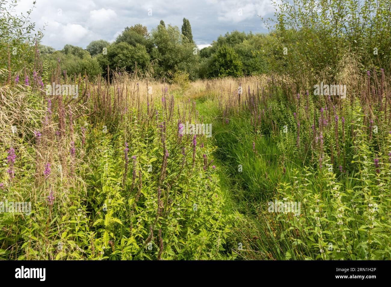 Southwood Country Park in Farnborough, Hampshire, England, UK, summer view with wetland plants including purple loosestrife Stock Photo