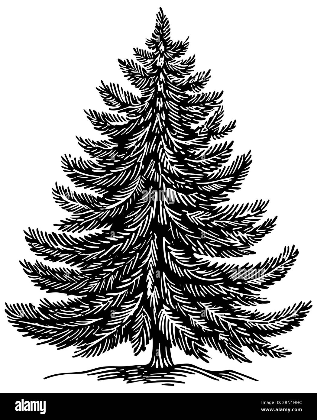 Woodcut style illustration of a fir tree. Stock Vector
