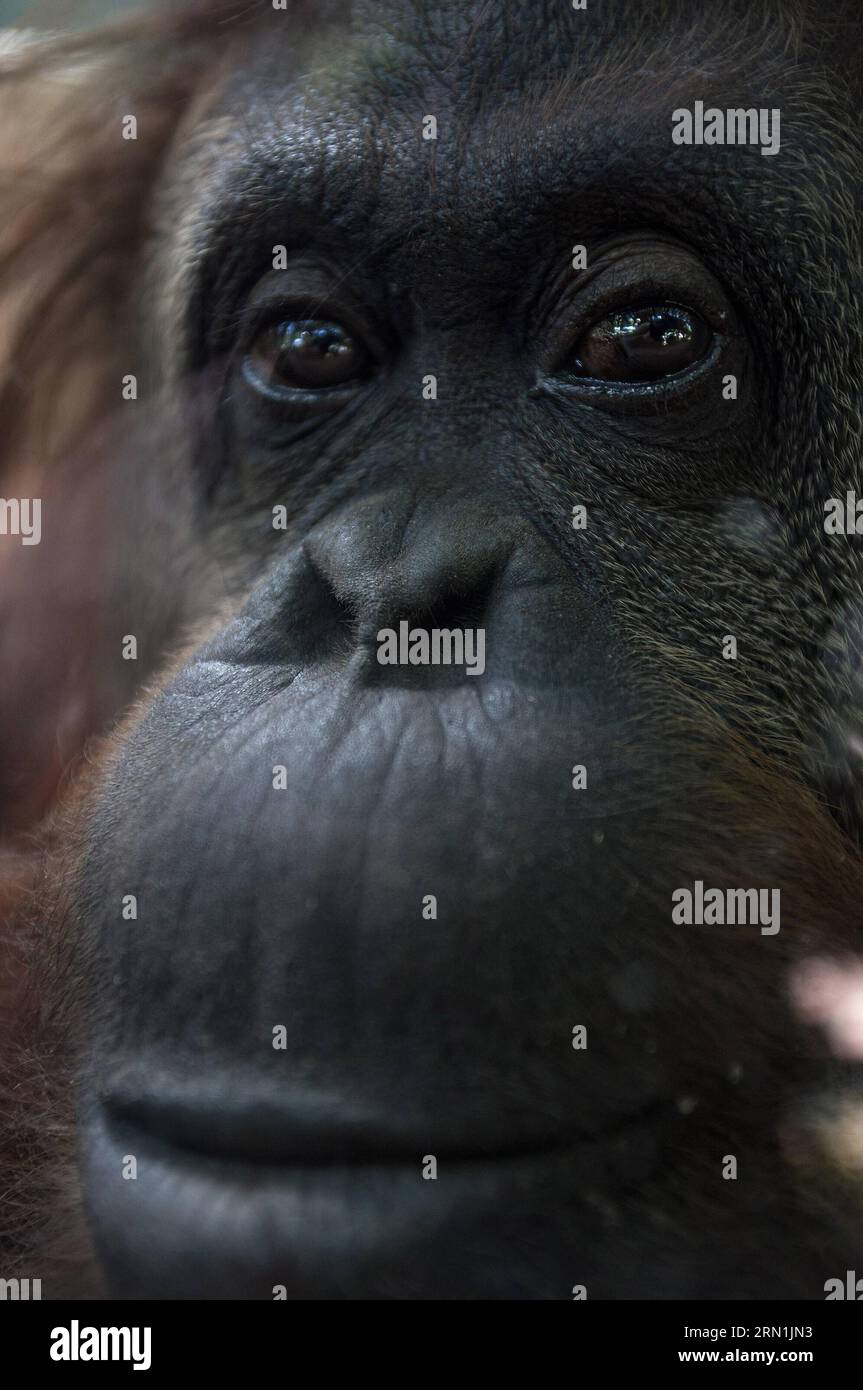 AKTUELLES ZEITGESCHEHEN Orang Utan Sandra erhält Menschenrecht auf Freiheit in Buenos Aires (150106) -- BUENOS AIRES, Jan. 5, 2015 -- The Sumatran orangutan, called Sandra, reacts in her cage in the Buenos Aires Zoo, in the city of Buenos Aires, Argentina, on Jan. 5, 2015. According to the local press, on Dec. 2014, Argentina s justice recognised basic rights as a non-human subject to an orangutan, that has lived for 20 years in the Buenos Aires Zoo, and gave her a resource of Habeas Corpus, a legal figure used for cases of people deprived of their freedom, so the orangutan Sandra, that will b Stock Photo