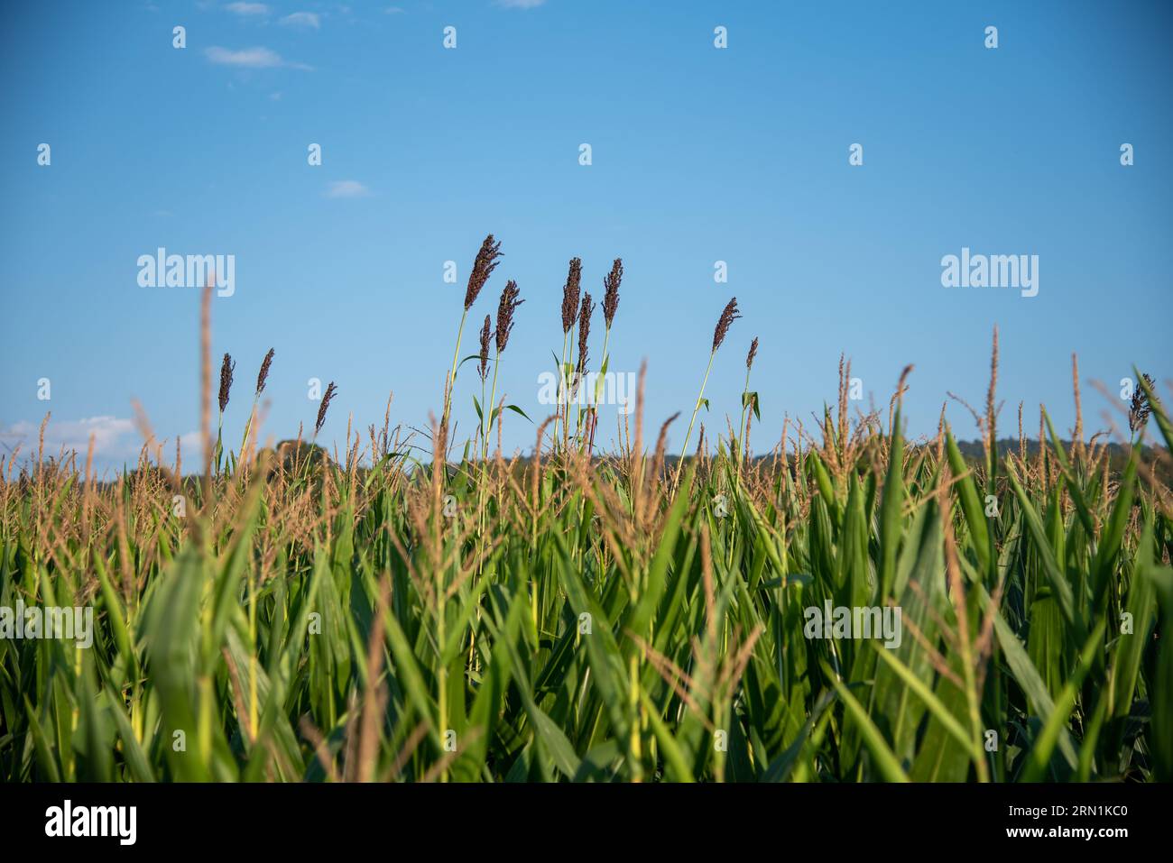 Corn stalks tassels hires stock photography and images Alamy