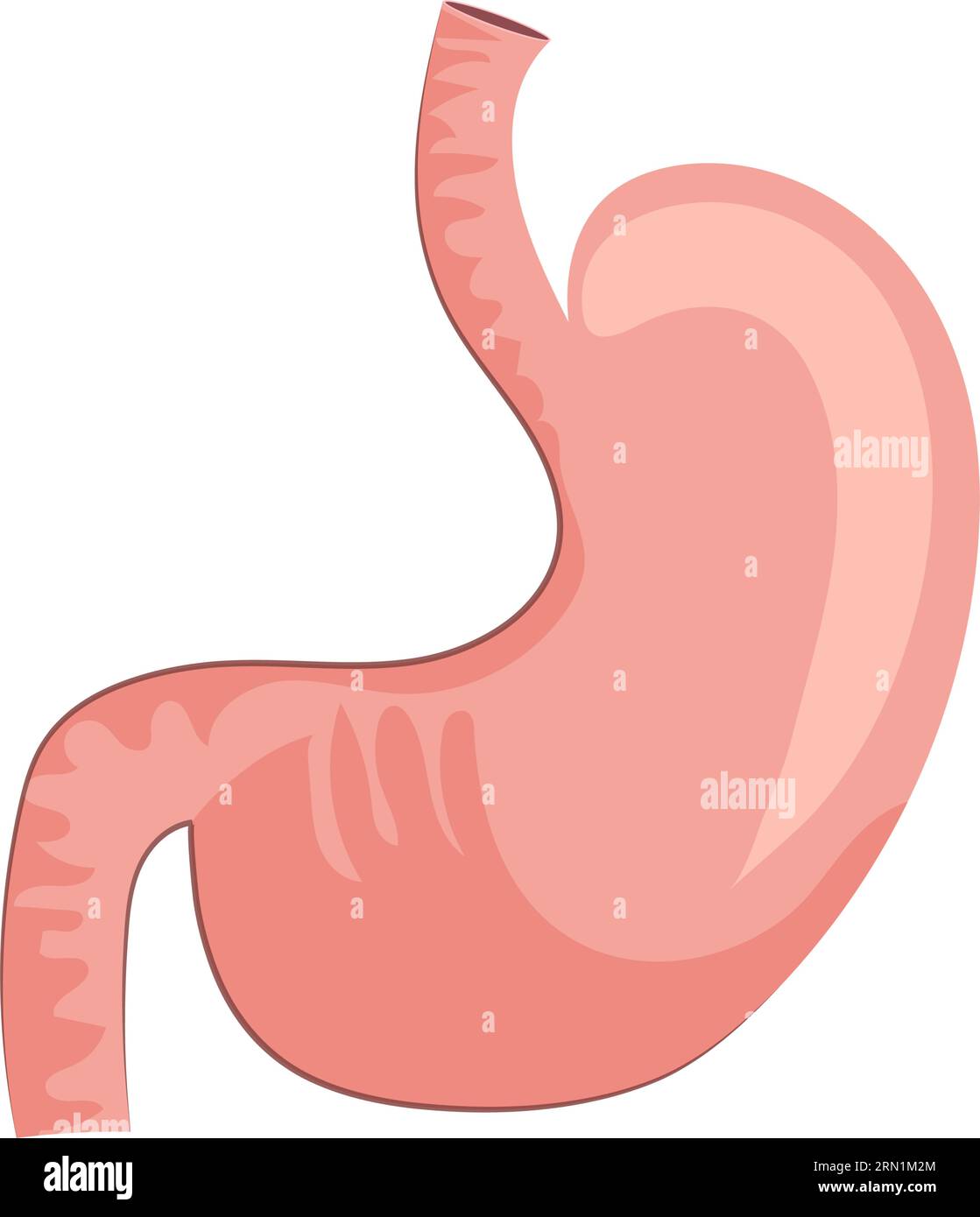 Human stomach illustration Stock Vector
