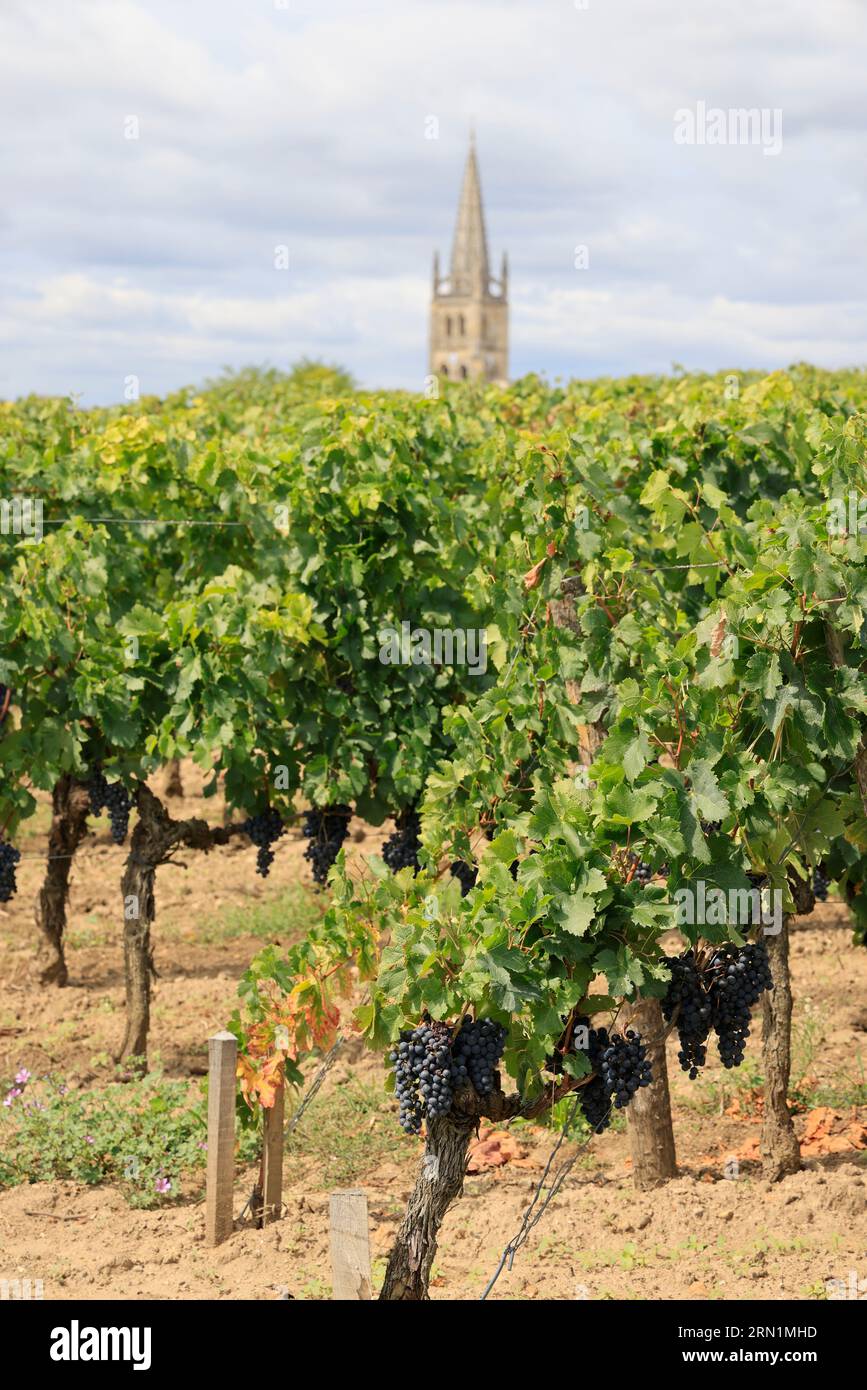 Saint-Émilion. Vigne, vignoble, raisin, village. Production de vin rouge. Saint-Émilion, Gironde, France, Europe Stock Photo