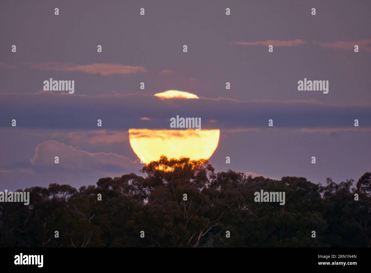 Barmah Victoria Australia 31st August 2023, The rare Blue Super Moon rising above Gumtrees on the Murray River Barmah Australia Credit PjHickox/Alamy Live News Stock Photo