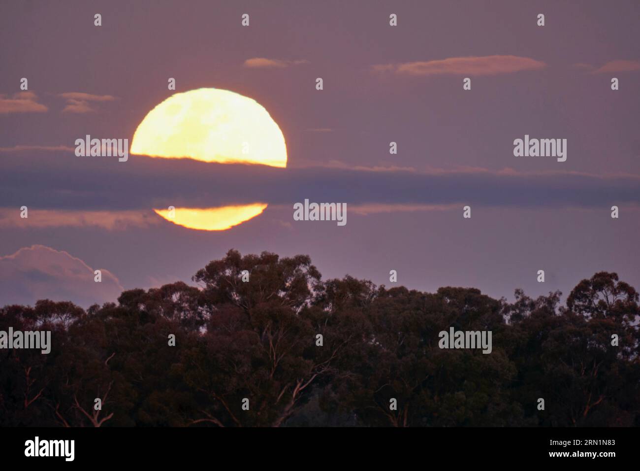 Barmah Victoria Australia 31st August 2023, The rare Blue Super Moon rising above Gumtrees on the Murray River Barmah Australia Credit PjHickox/Alamy Live News Stock Photo