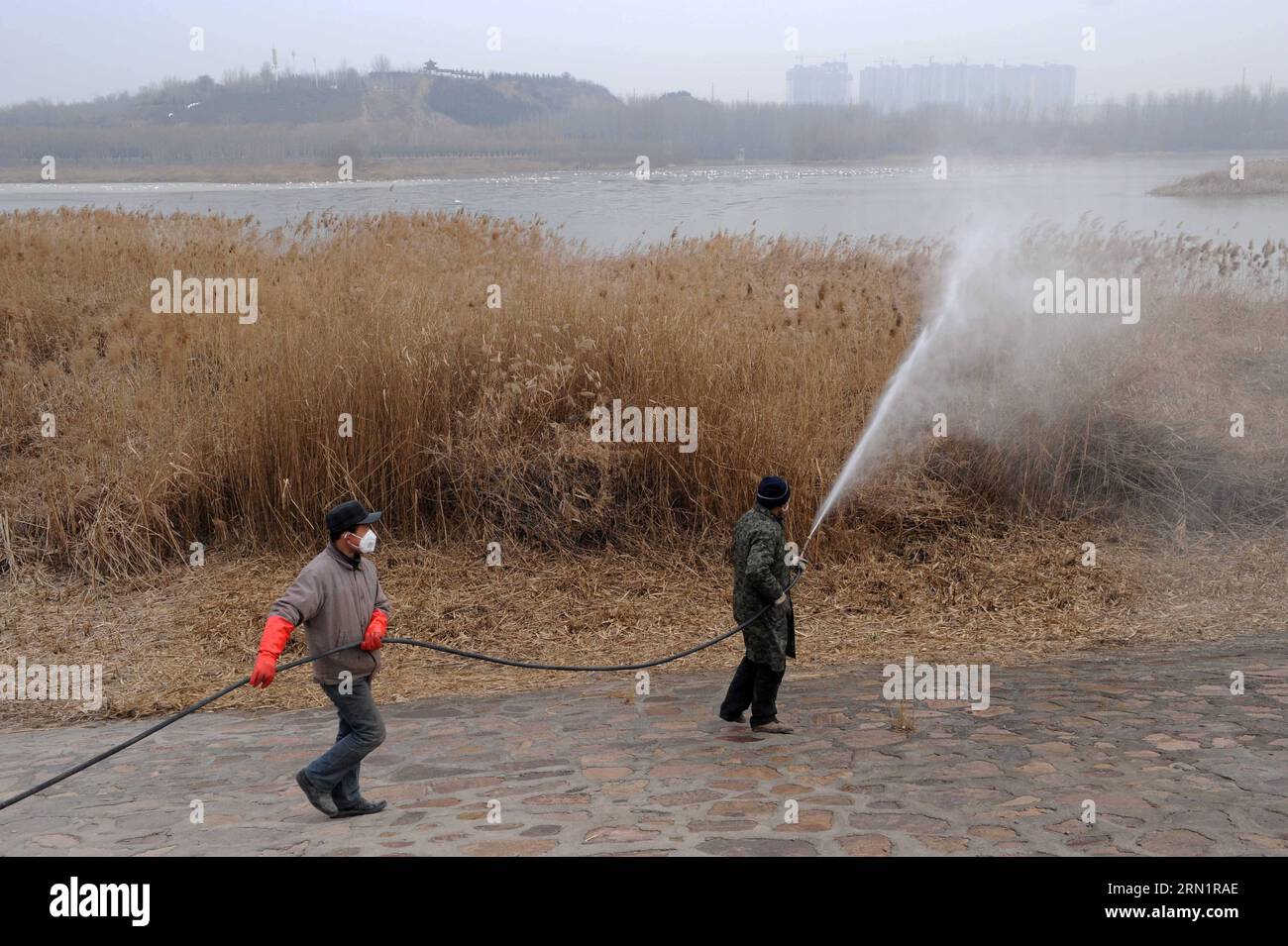 AKTUELLES ZEITGESCHEHEN China - Vogelgrippe in der Henan Provinz festgestellt (150117) -- ZHENGZHOU, Jan. 17, 2015 -- Staff members disinfect the surrounding areas at the Sanmenxia Reservoir Area of the Yellow River, central China s Henan Province, Jan. 17, 2015. A total of 93 wild birds including swans and wild ducks had died in the area as of Jan. 14. According to the National Bird Flu Reference Laboratory, the H5N1 virus, a highly contagious strain of bird flu, has caused deaths in the Sanmenxia Reservoir Area, which is a winter habitat for swans that migrate from Siberia in Russia. Local g Stock Photo