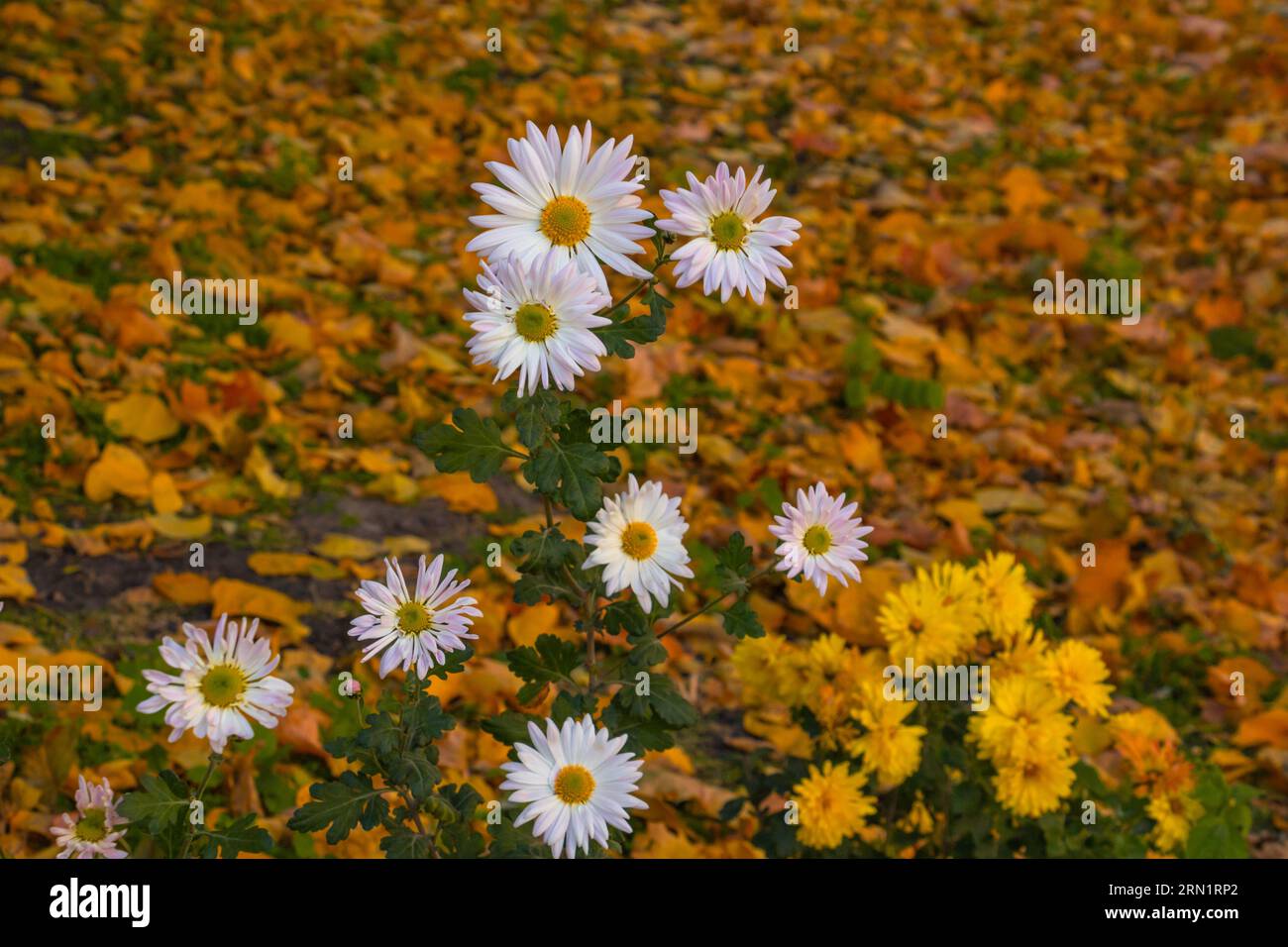 Beautiful autumn aster flowers in the park, colored leaves, autumn colors, fall Stock Photo