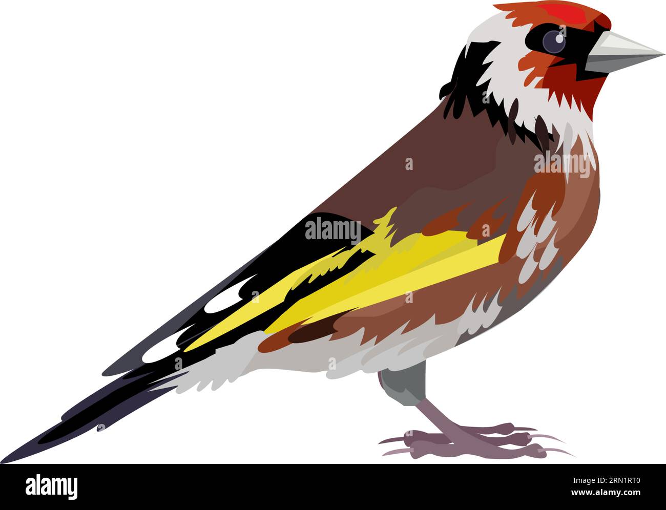 Thrush bird illustration Stock Vector Image & Art - Alamy