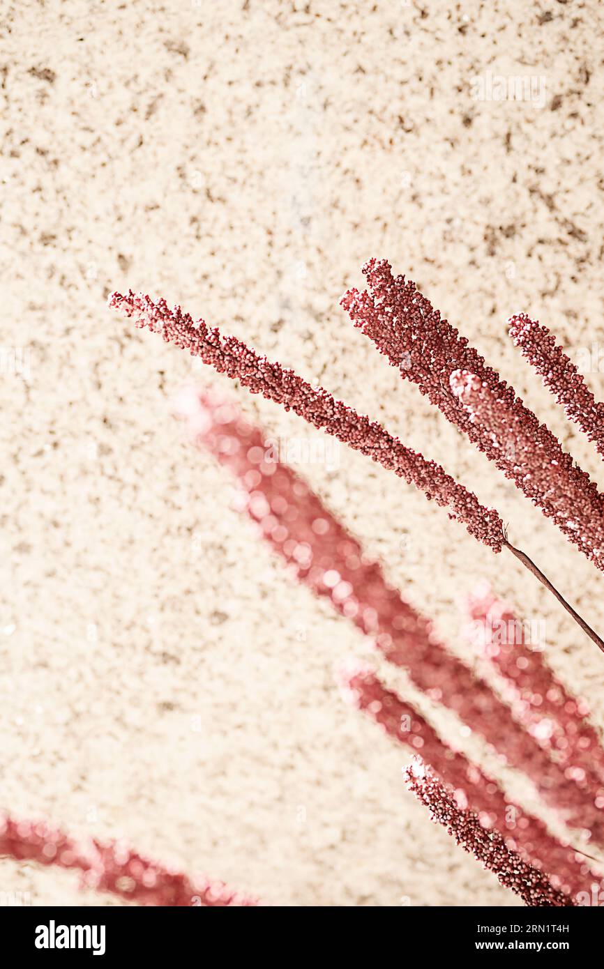 Decorative rush grass against beige wall. Stock Photo